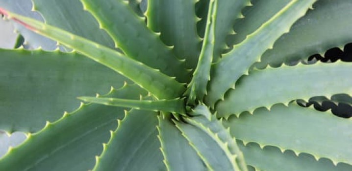 Benefícios da Babosa (ALOE VERA)