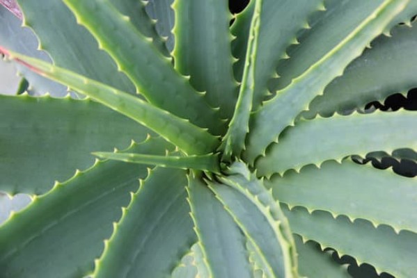 Benefícios da Babosa (ALOE VERA)